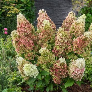 hydrangea_paniculata_couhabis_pbr_ruby_hobbit_393_3 (1)
